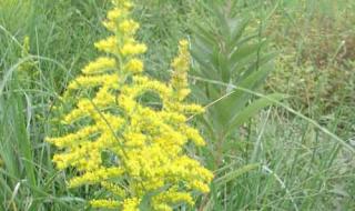 加拿大一枝黄花图片